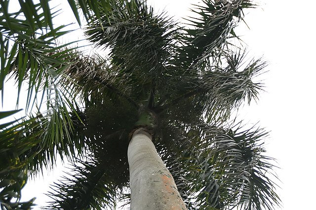 Roystonea_regia_royal palm