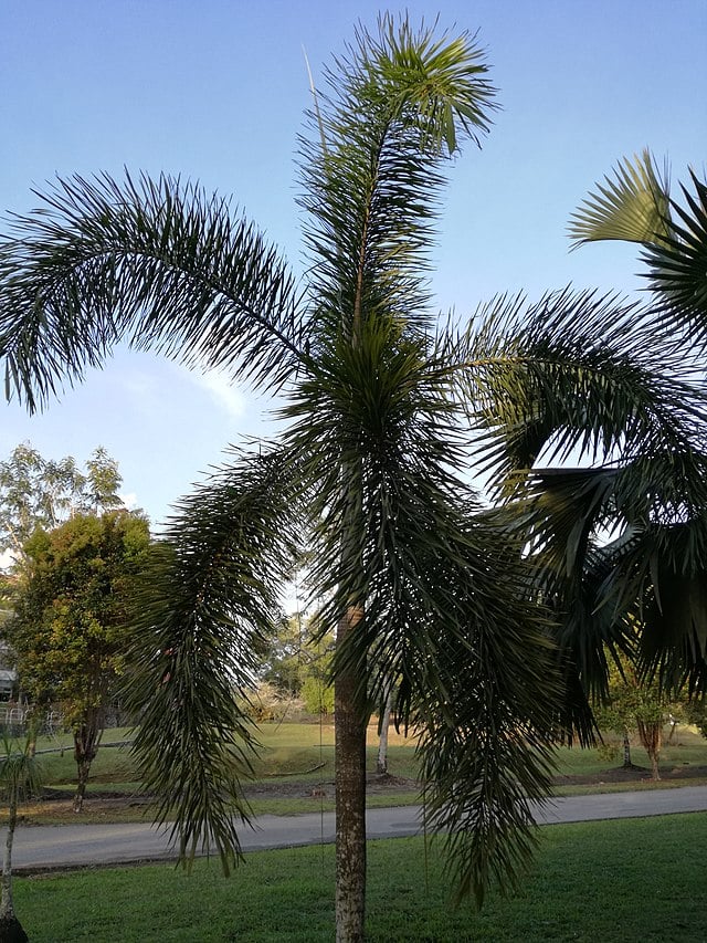 Wodyetia_bifurcata_foxtail palm