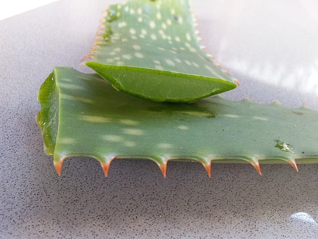 aloe vera 