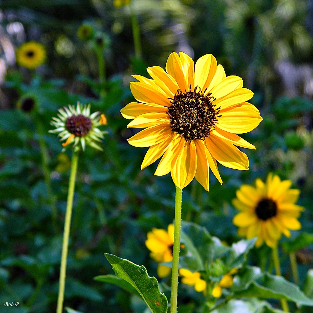 beach sunflowers