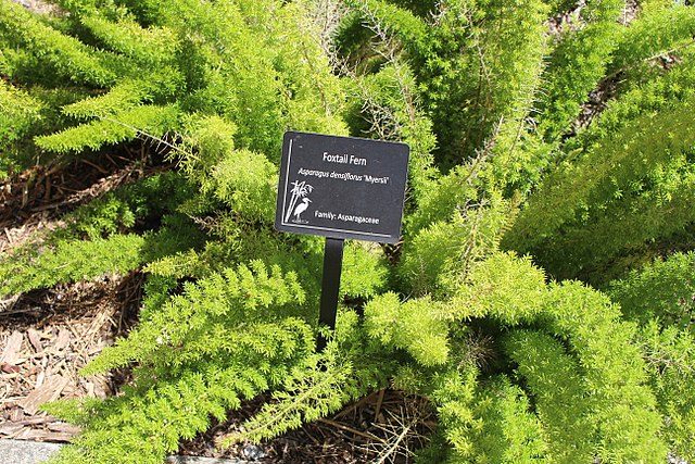 foxtail fern