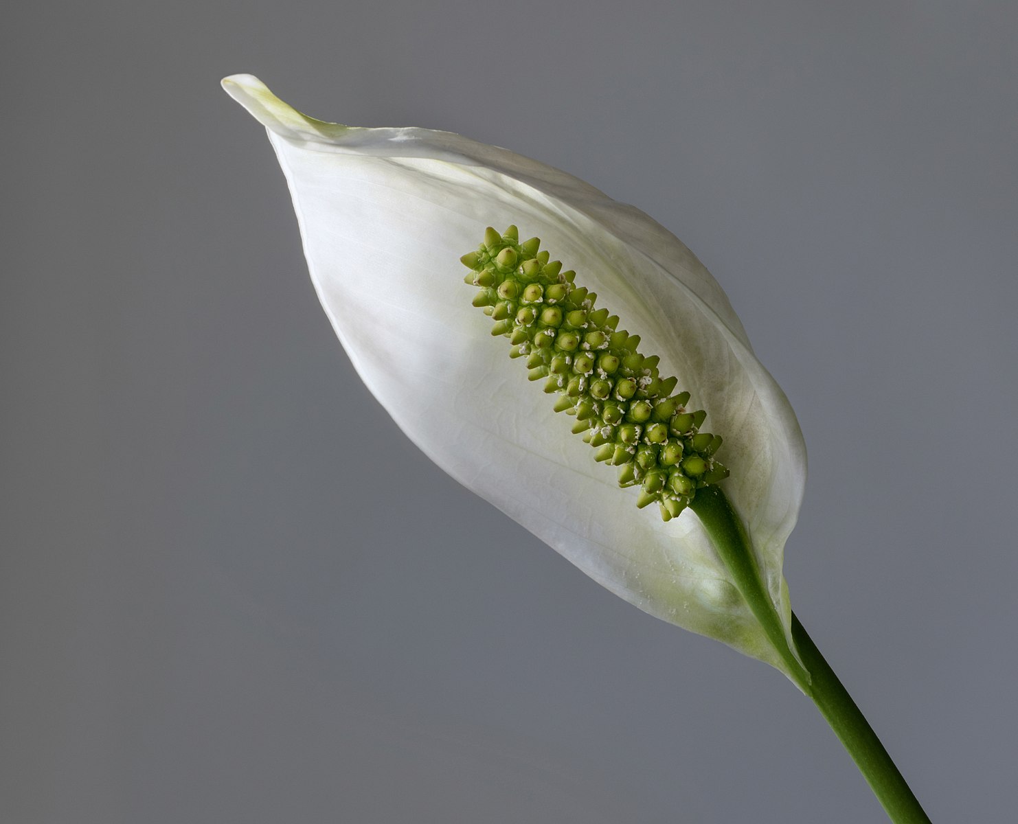 peace lily