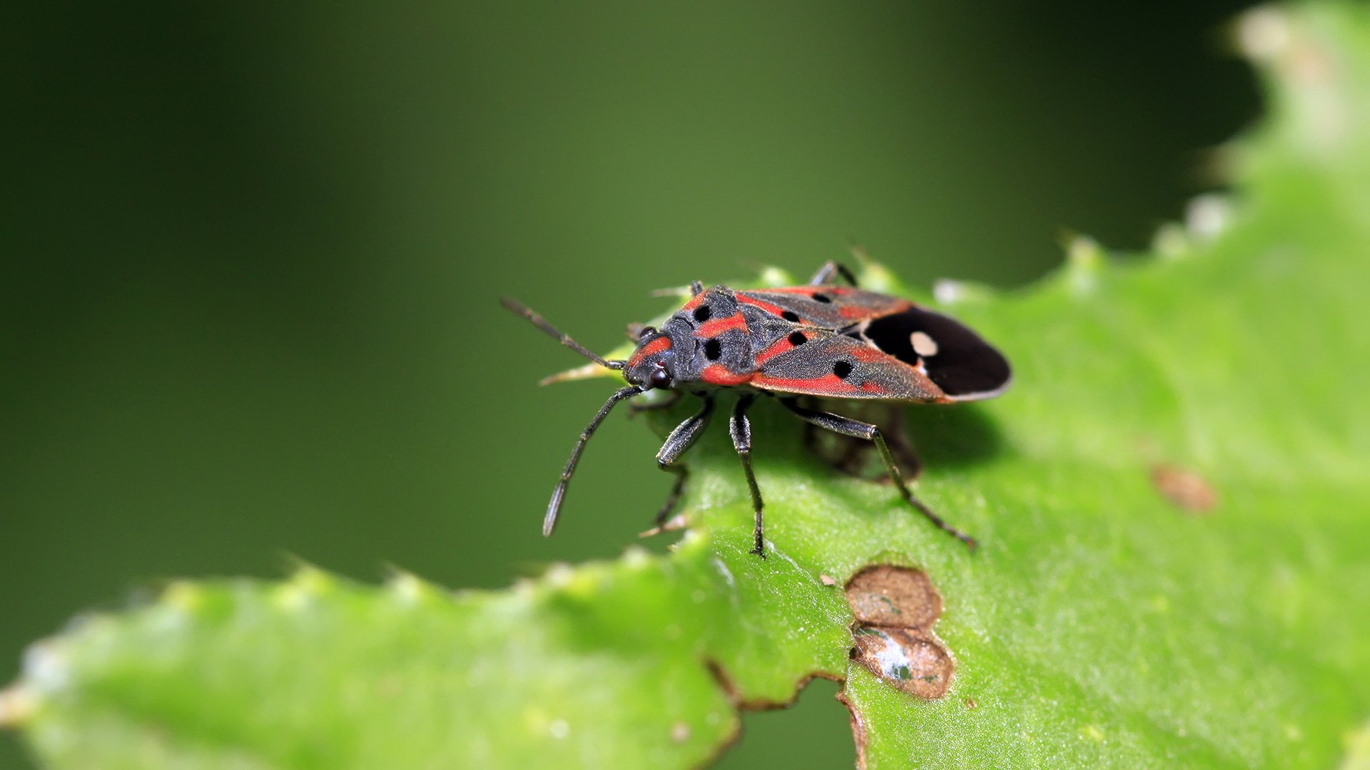 banner-chinch-bug-damaging-lawn