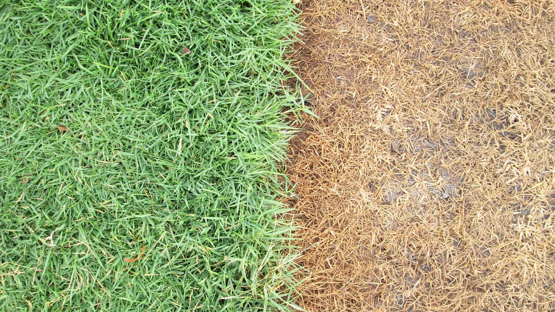 banner-dried-lawn-half-with-healthy-lawn