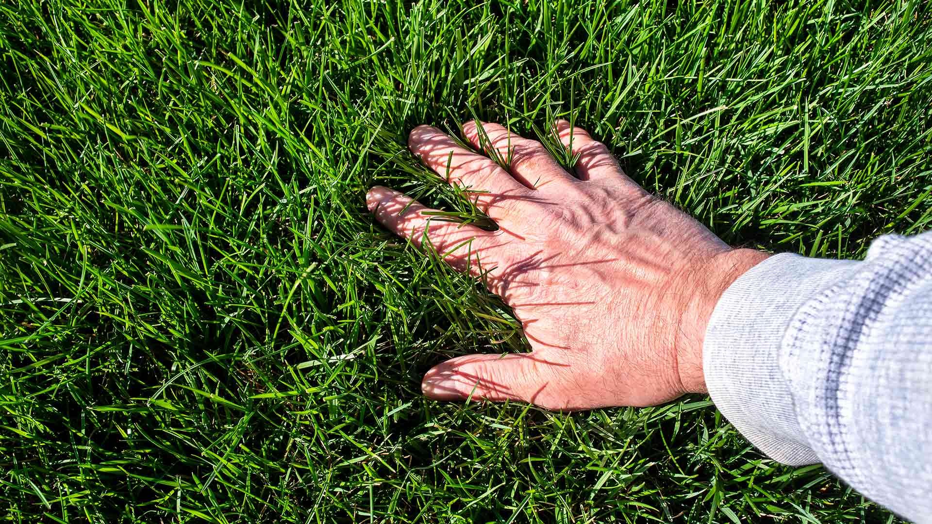 banner-hand-feeling-fertilized-lawn