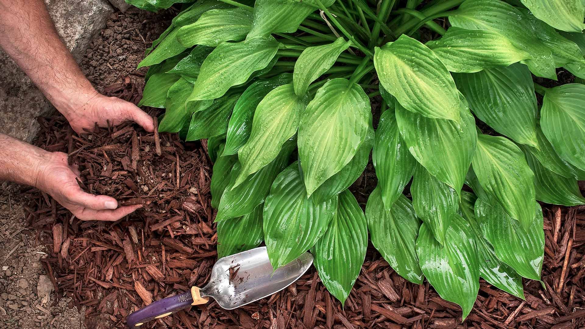 hands holding mulch near plant