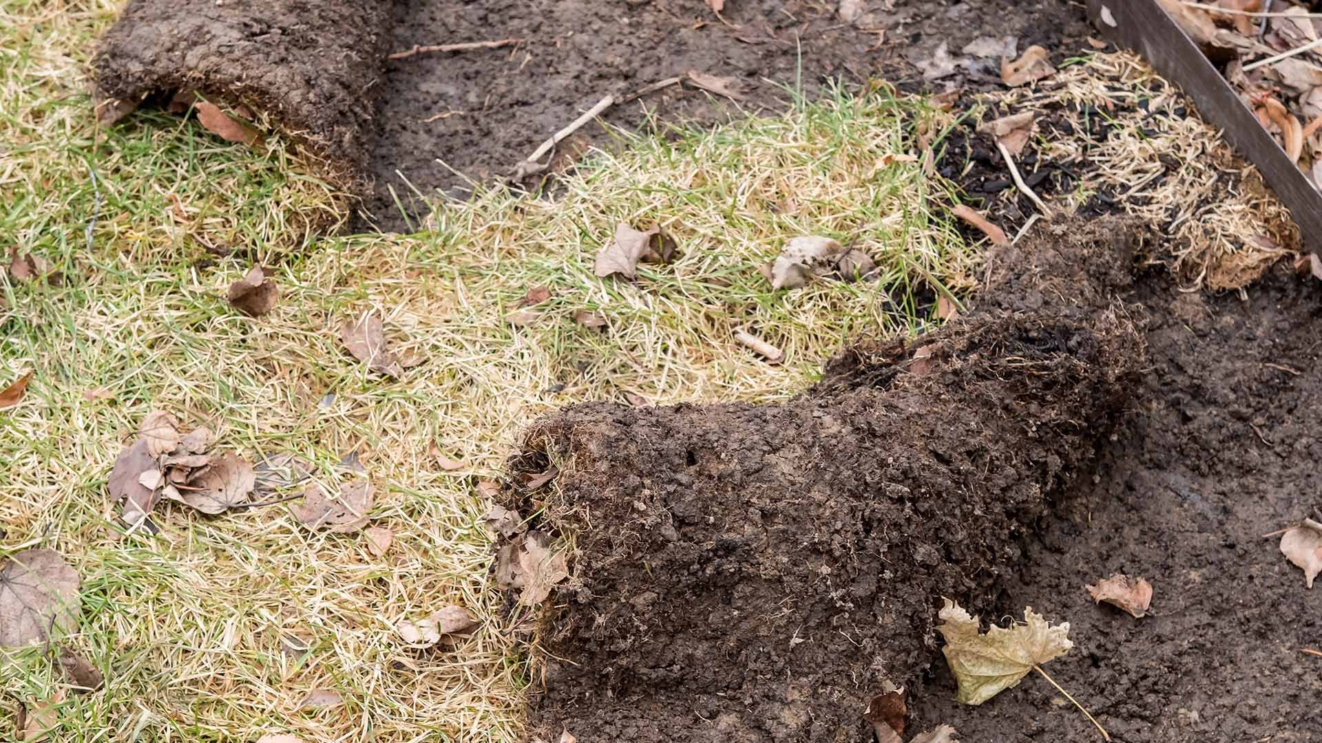 banner-lawn-infected-by-grubs