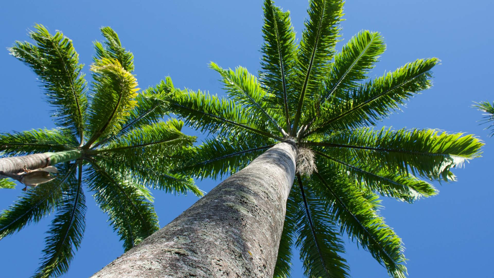 banner-royal-palms-below-view