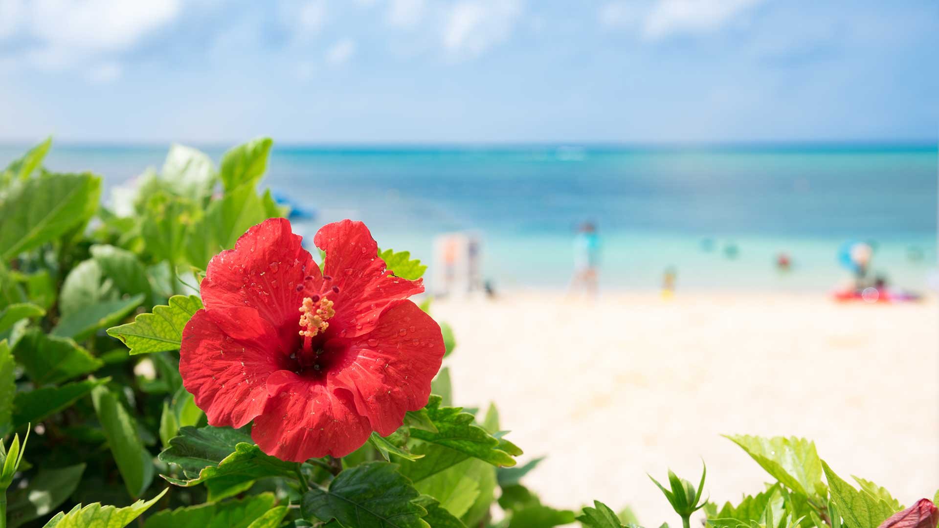 blog-banner-hibiscus-bloom-by-beach