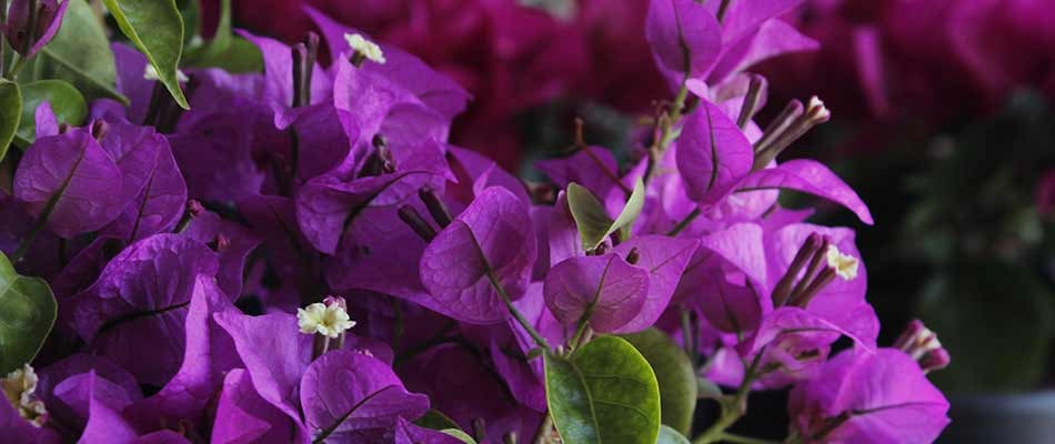 blog-bougainvillea-blooms-in-purple