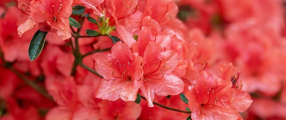blog-bright-pink-and-red-azaleas