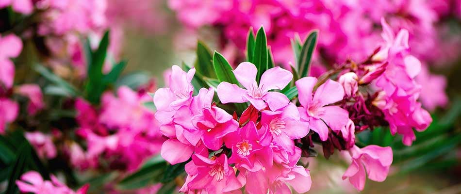 blog-pink-oleander-blooms