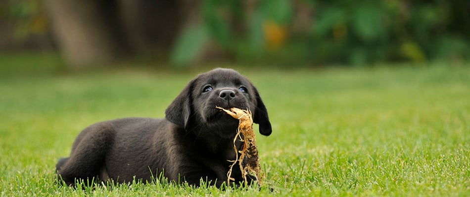 content-dog-playing-in-safely-treated-lawn