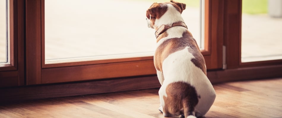 content-dog-waiting-inside-for-treated-lawn-to-dry