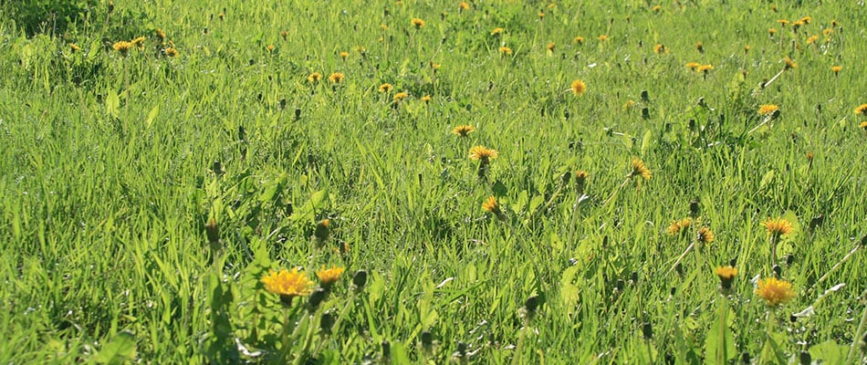 content-fertilized-lawn-being-taken-over-by-dandelion-weeds