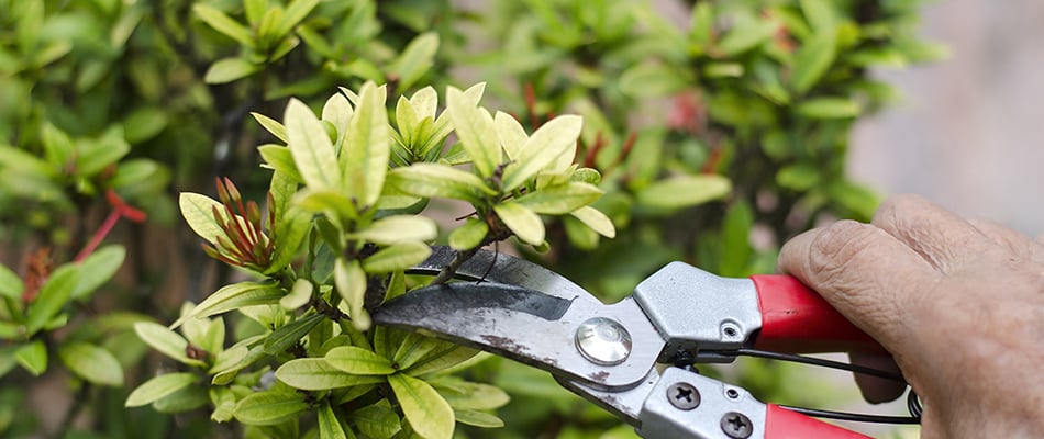 content-landscape-professional-pruning-a-plant