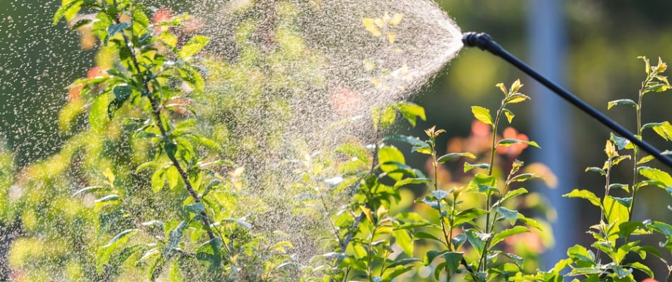 content-liquid-fertilizer-applied-to-shrub