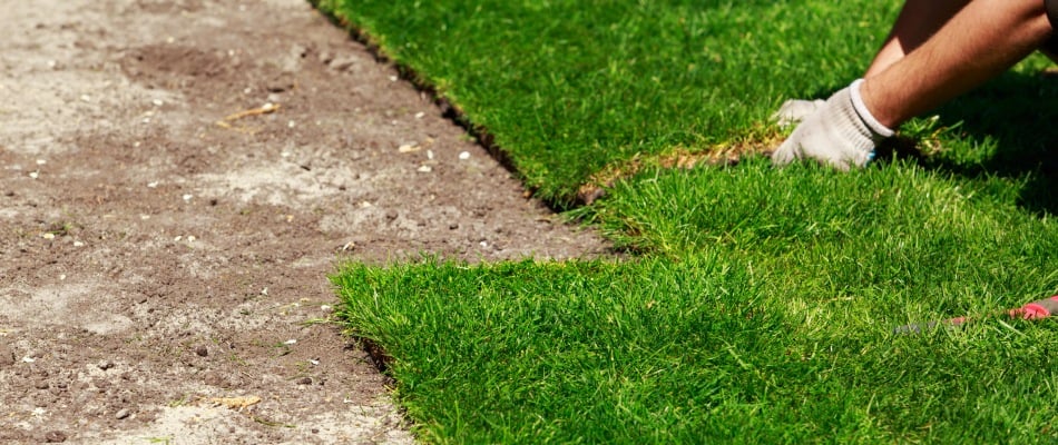 content-professional-laying-down-new-sod-squares-to-lawn