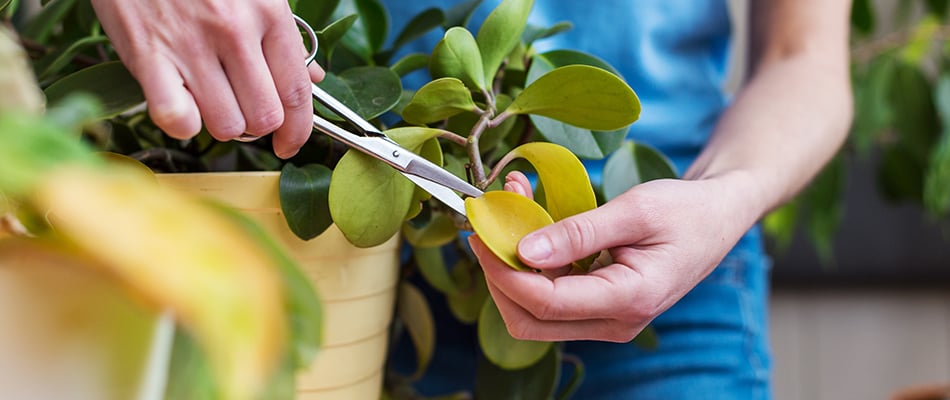 content-pruning-plant