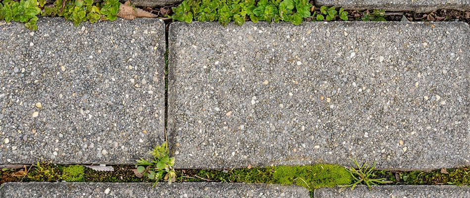 content-weeds-growing-in-between-pavers