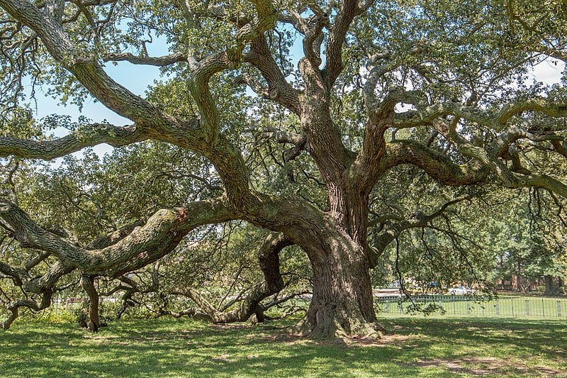 Live Oak