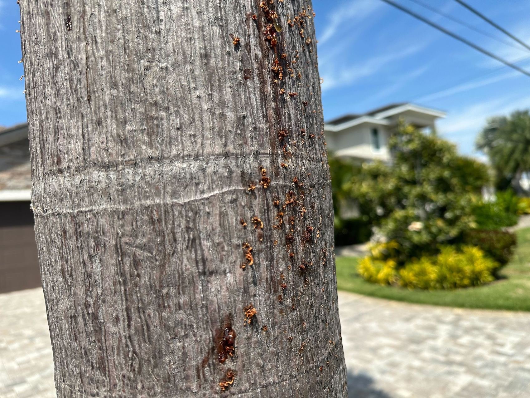 Palm borers on trunk
