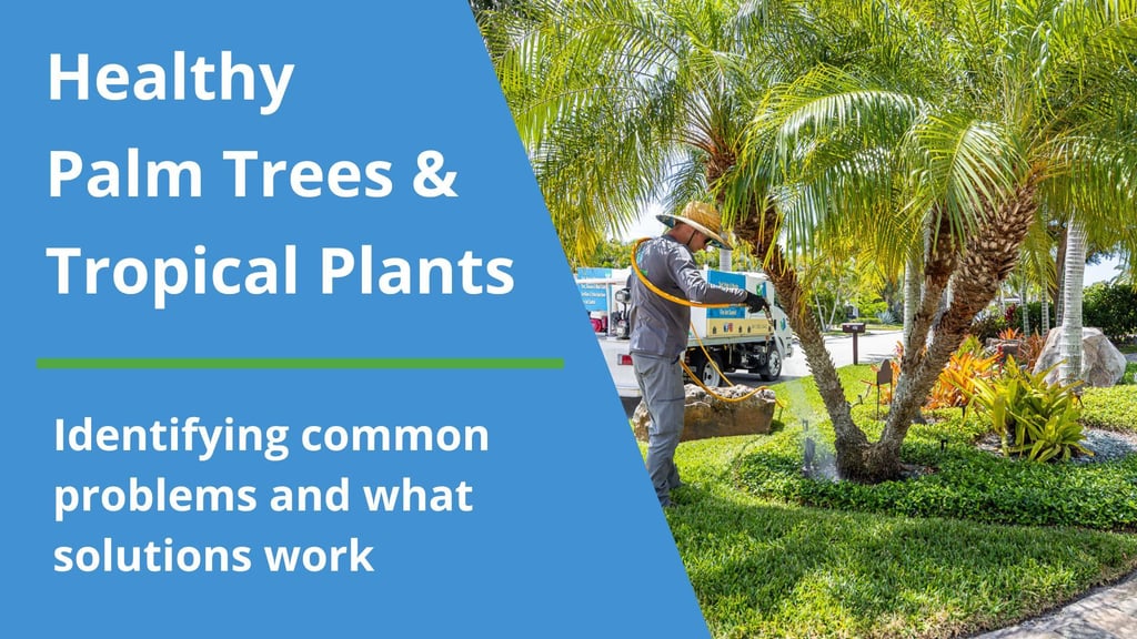 Palms and Plant Health Care - Tropical Gardens Landscape