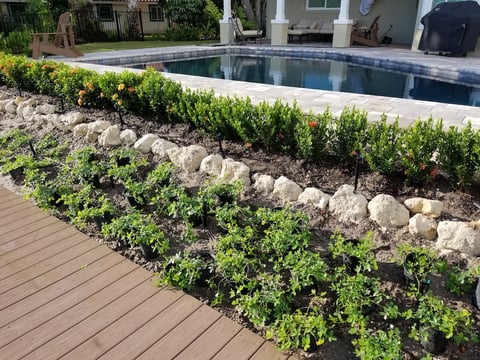 ground cover in flower bed 