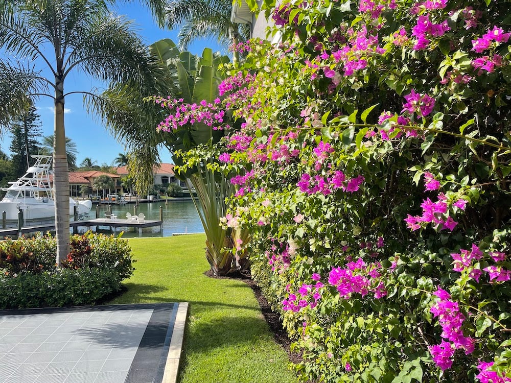flowering shrub near back patio and water