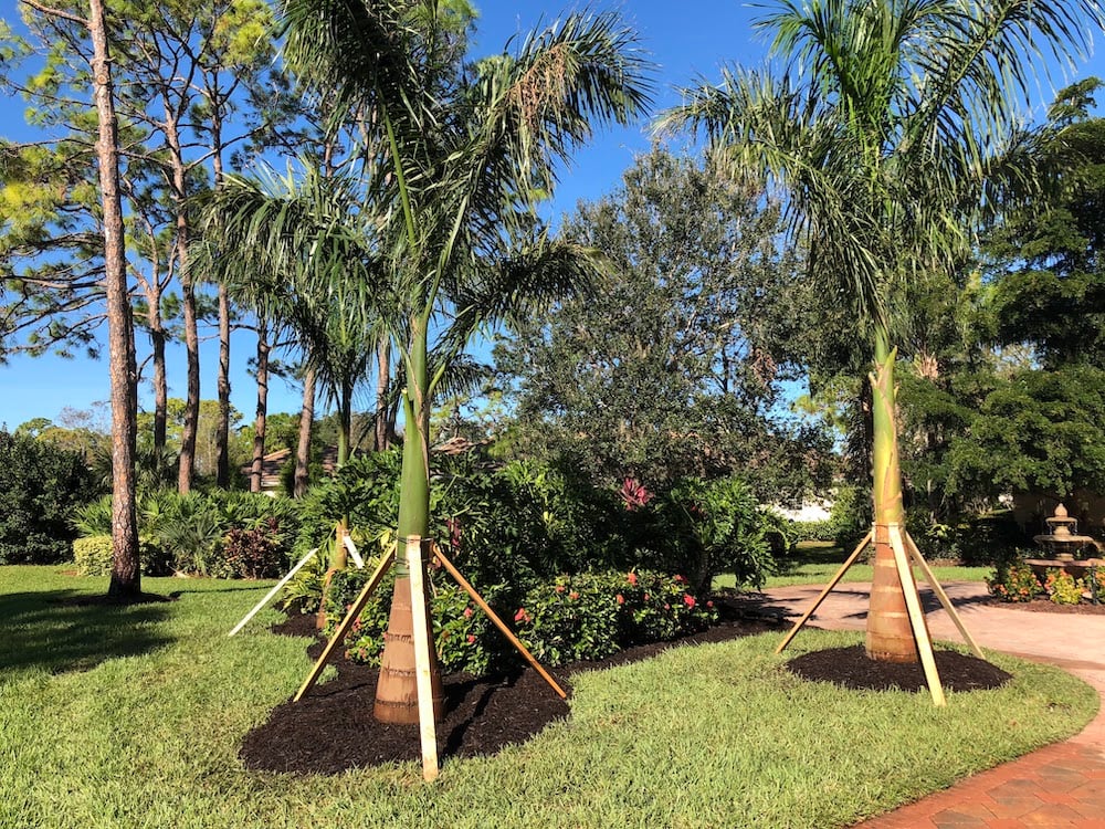 healthy palm trees in lawn