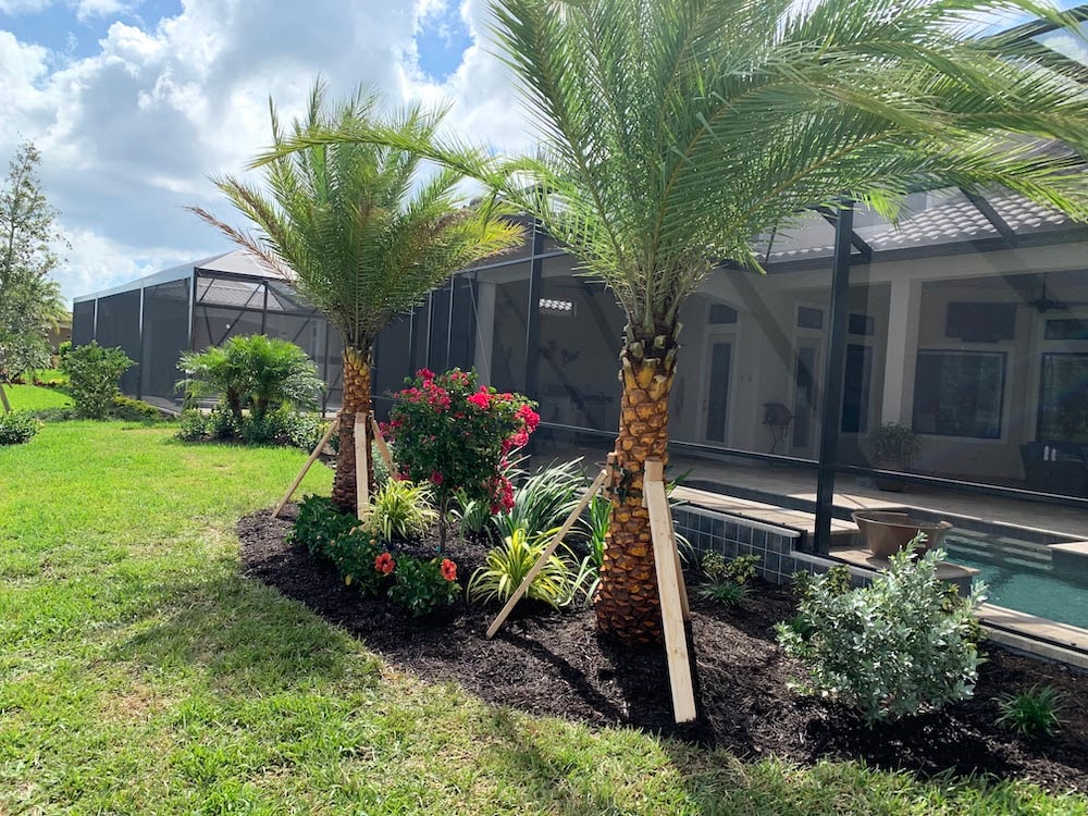 healthy palm trees in planting bed