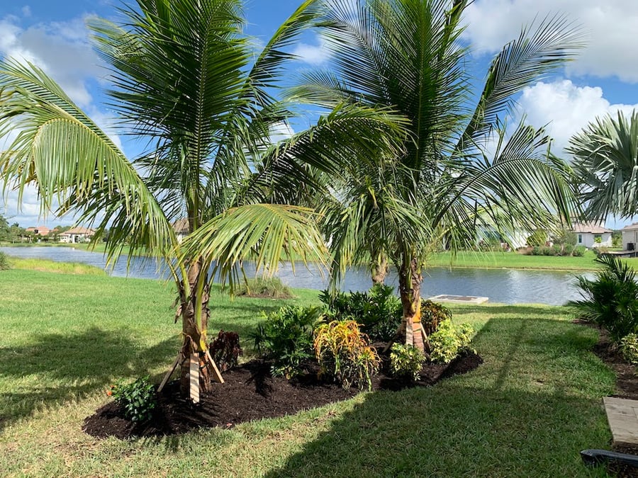 healthy palm trees in yard