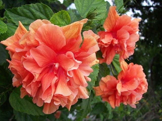 tropical flower 3