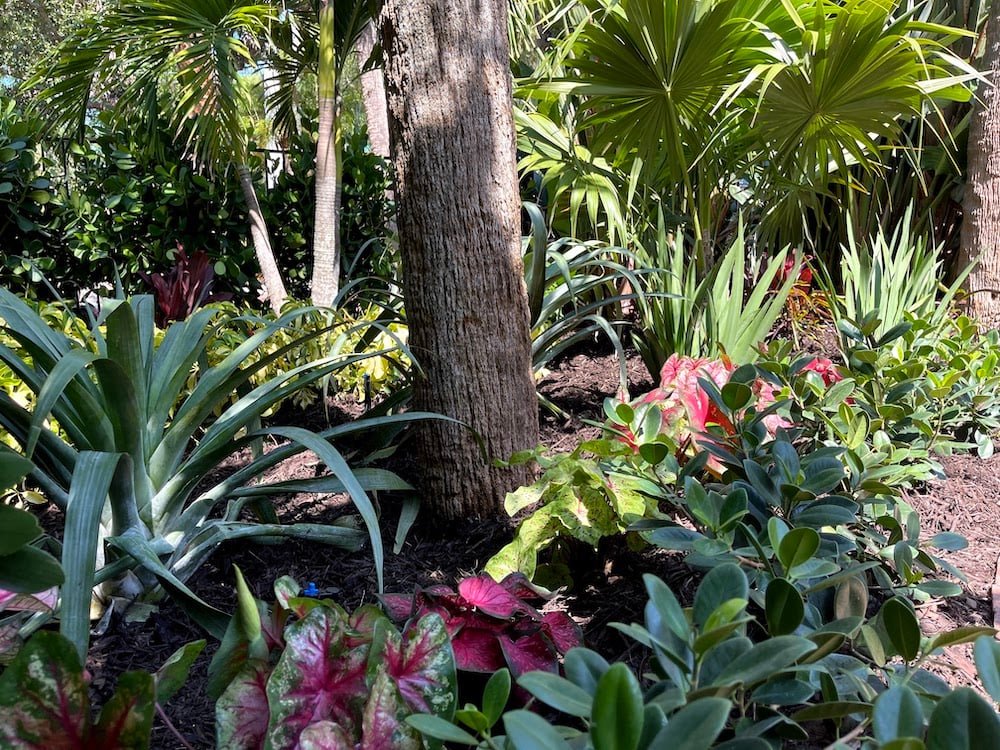 tropical landscape beds