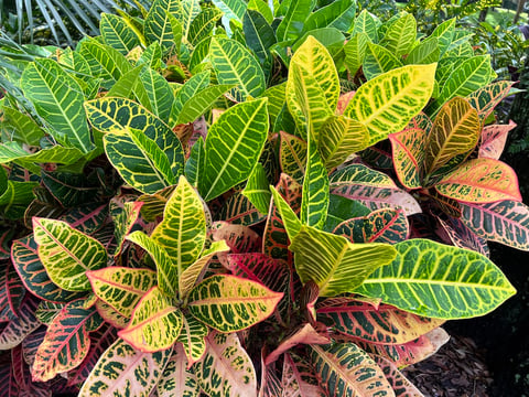 Tropical plants 
