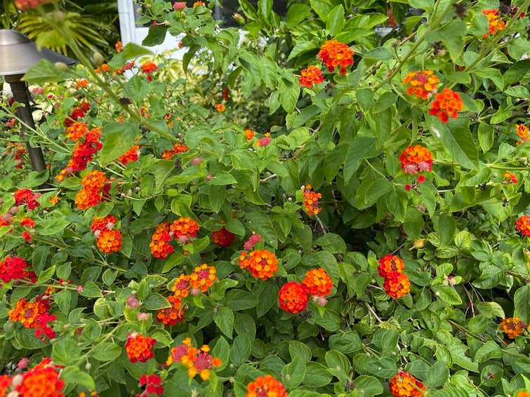 tropical shrubs with flowers