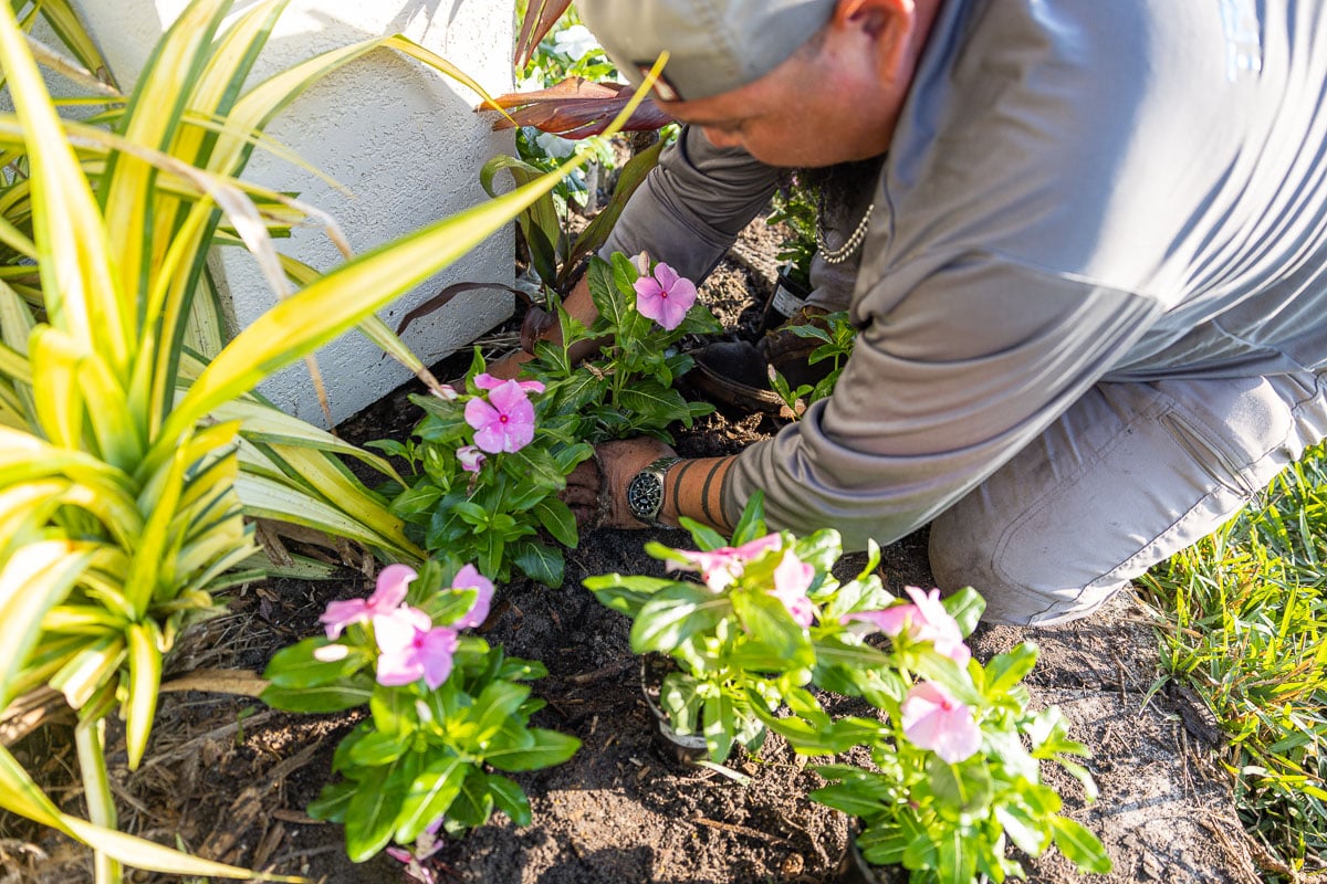 commercial landscape maintenance crew flower planting 20