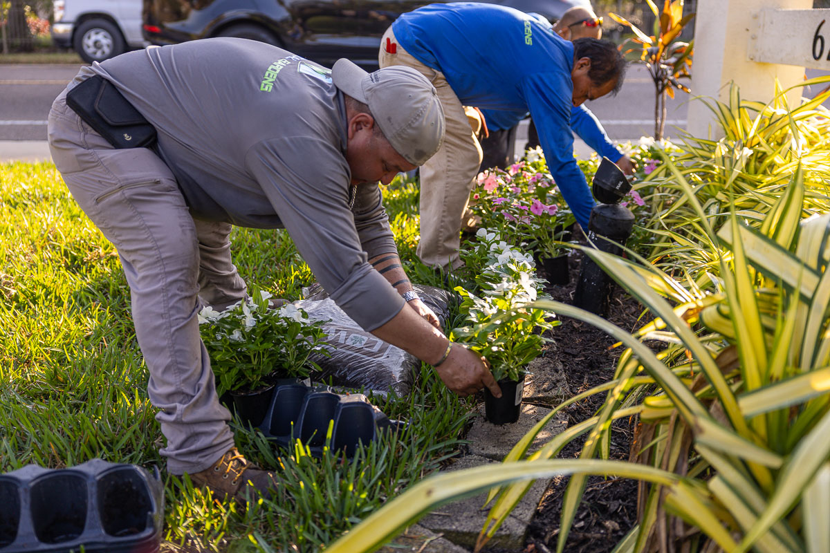 commercial landscape maintenance crew flower planting 9