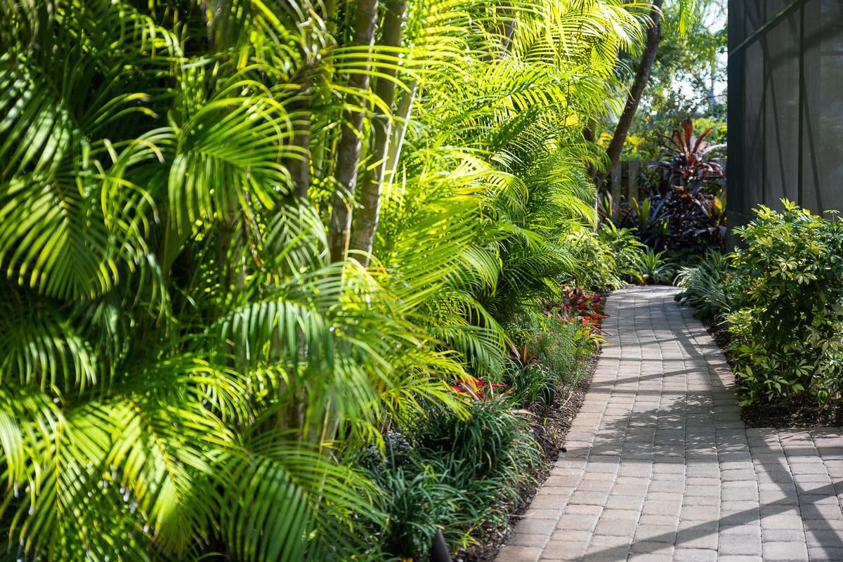 tropical plants along paver walkway 