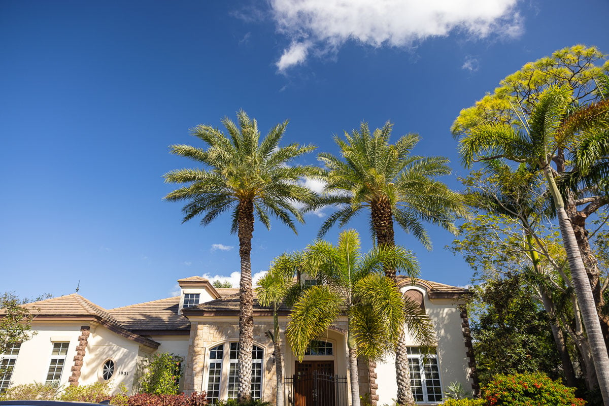 front yard large palms 4