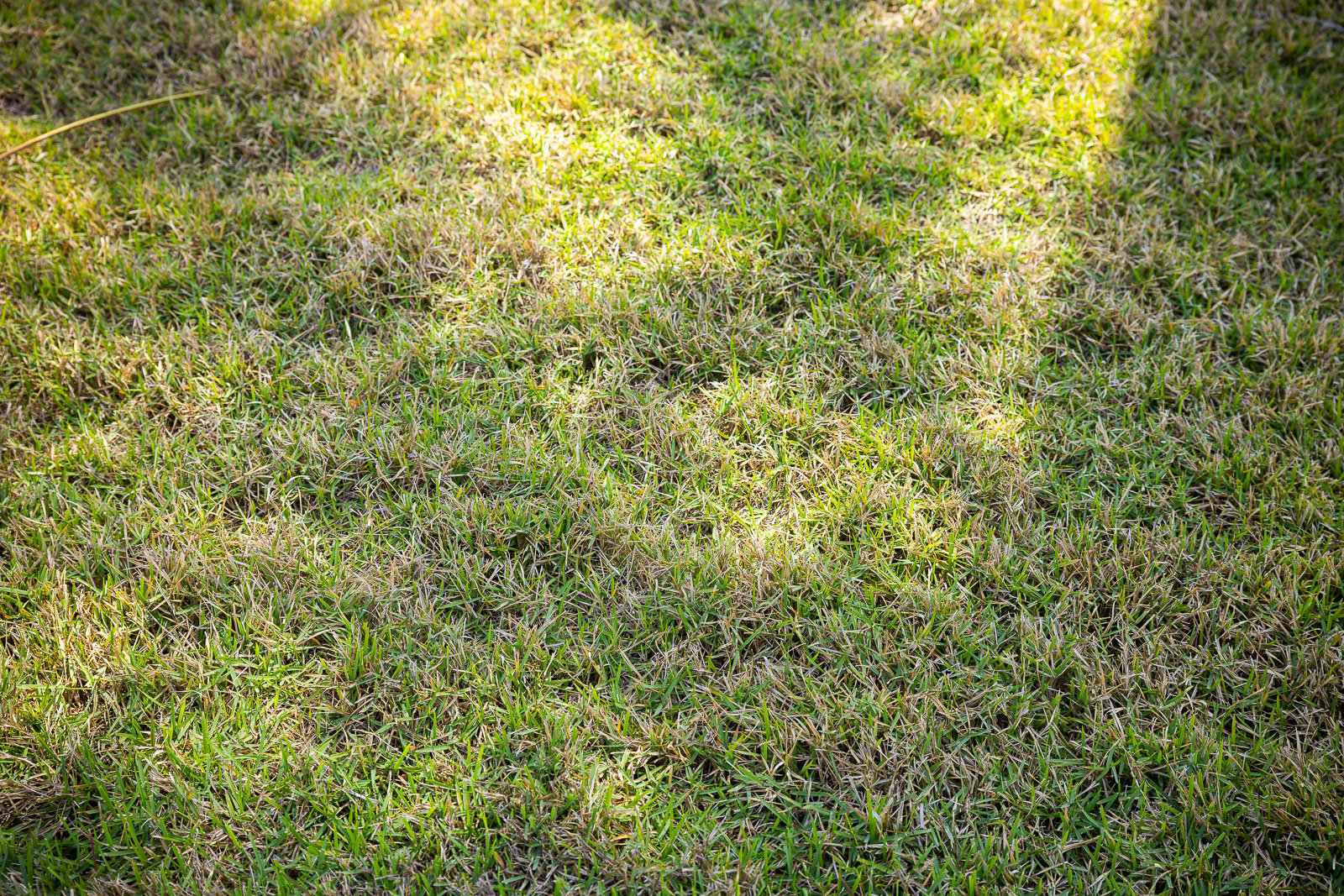 brown grass in lawn