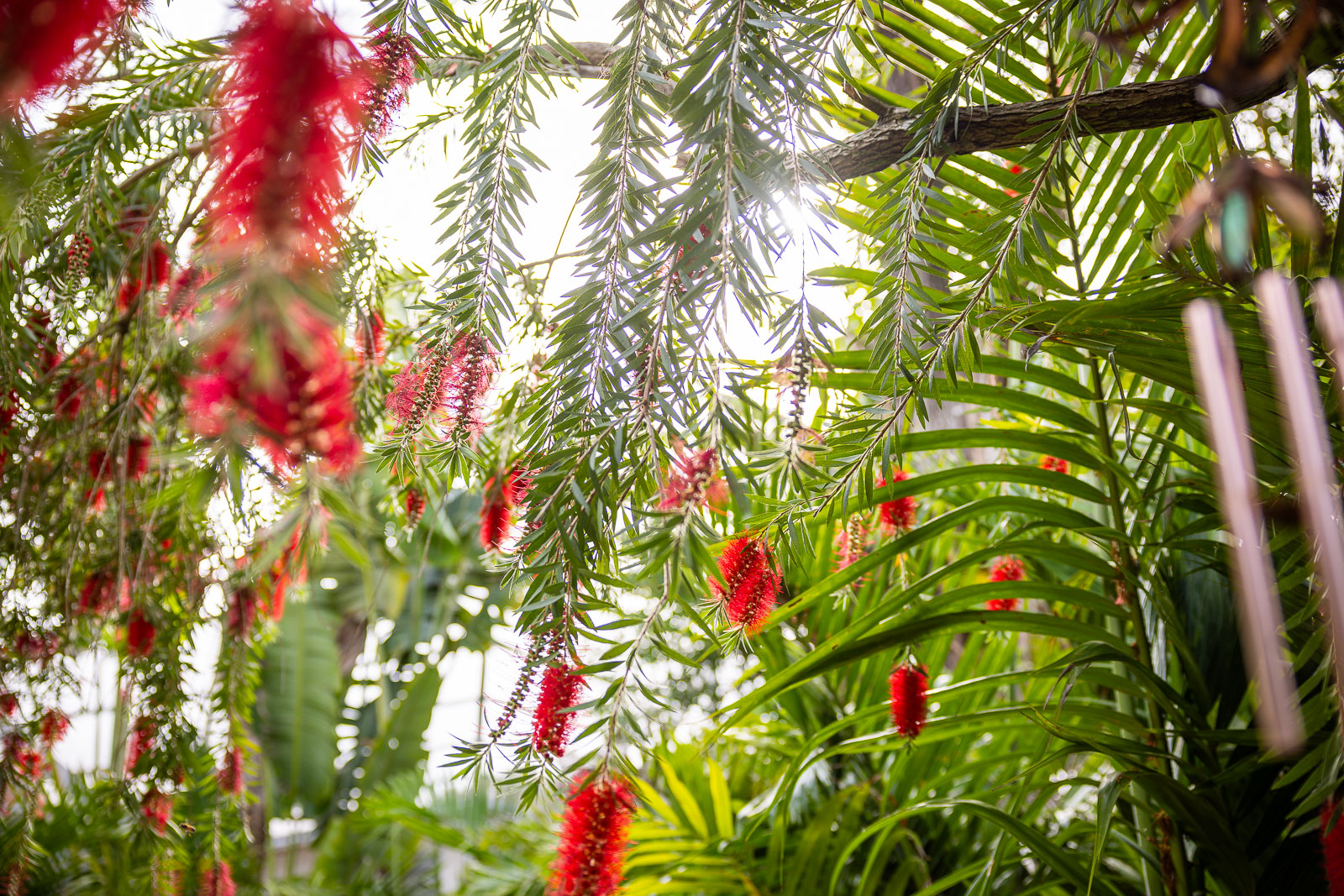 Tropical flowers hanging from trees
