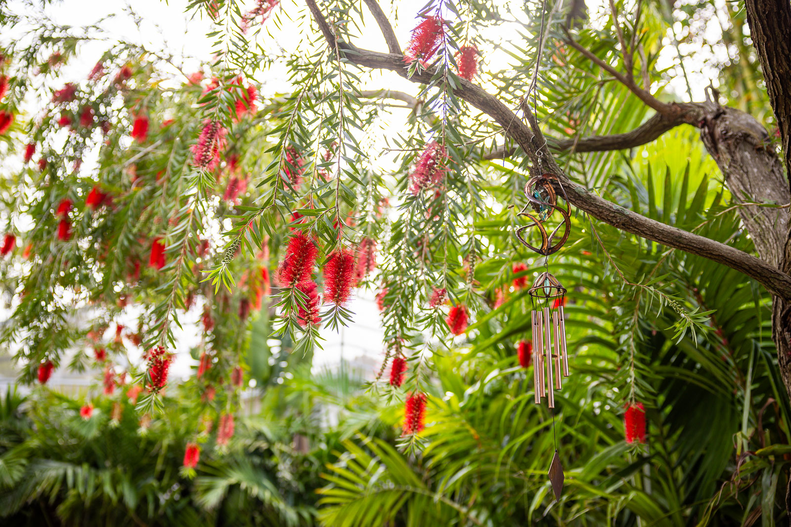 tropical plants with blooming flowers