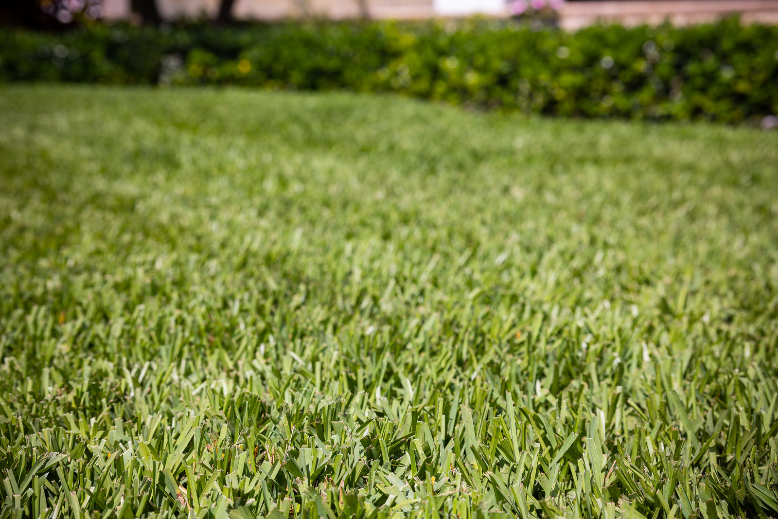 lawn care nice grass close up 1