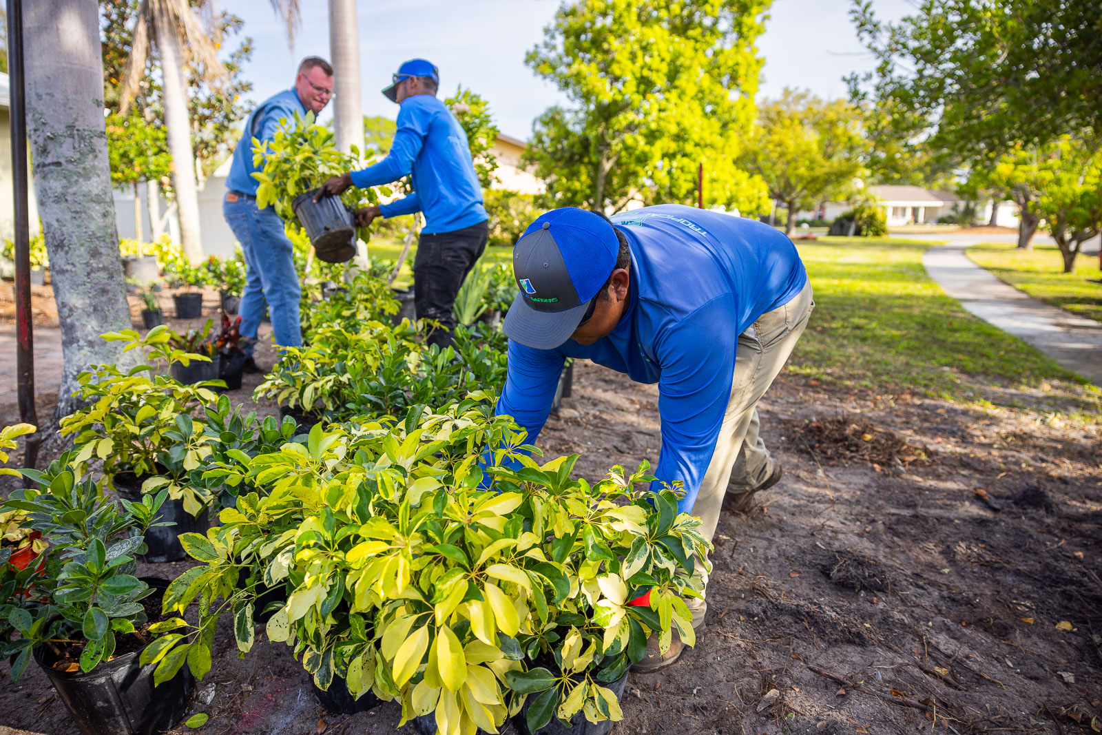 planting crew arranging plants 2