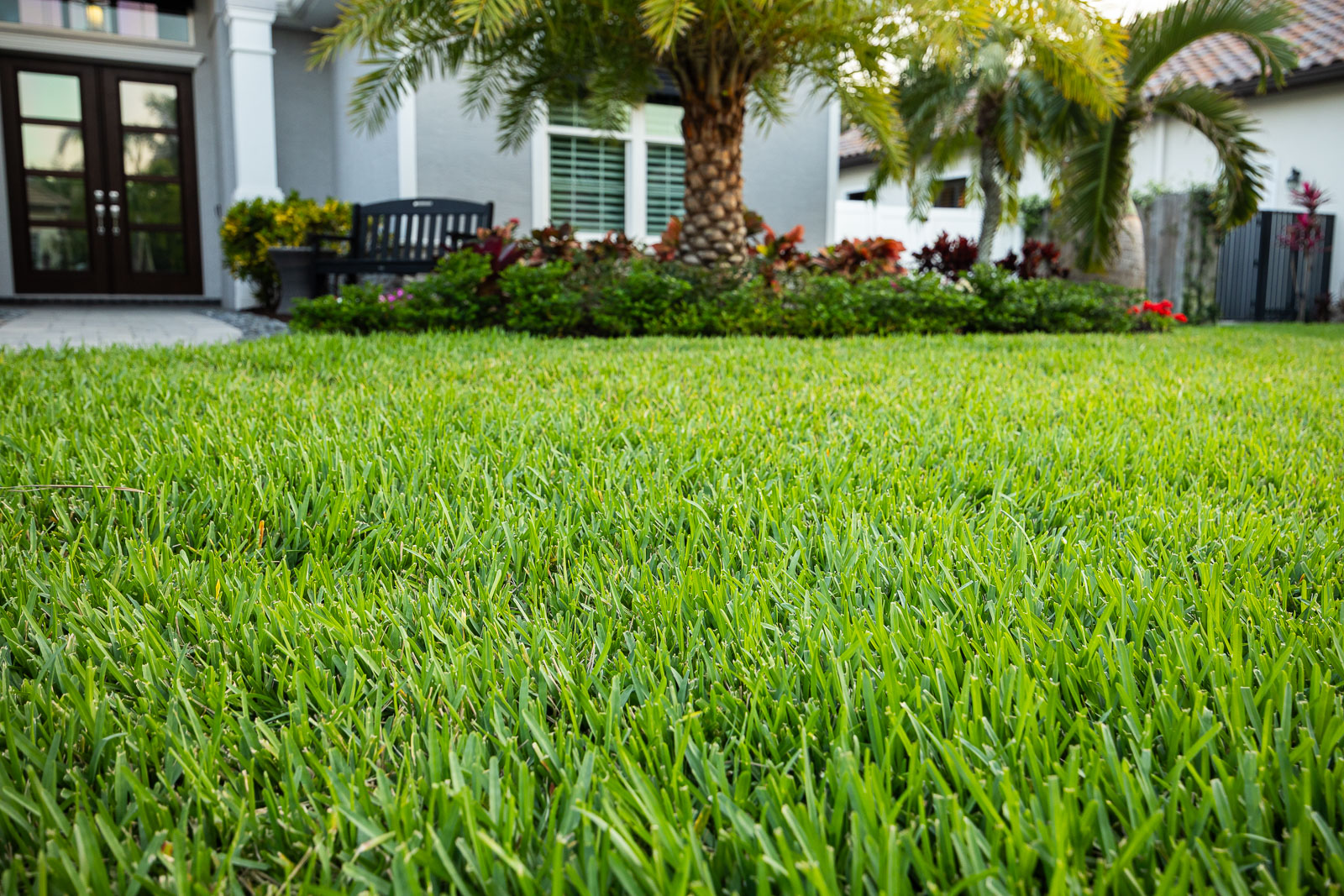 close up green lawn 1