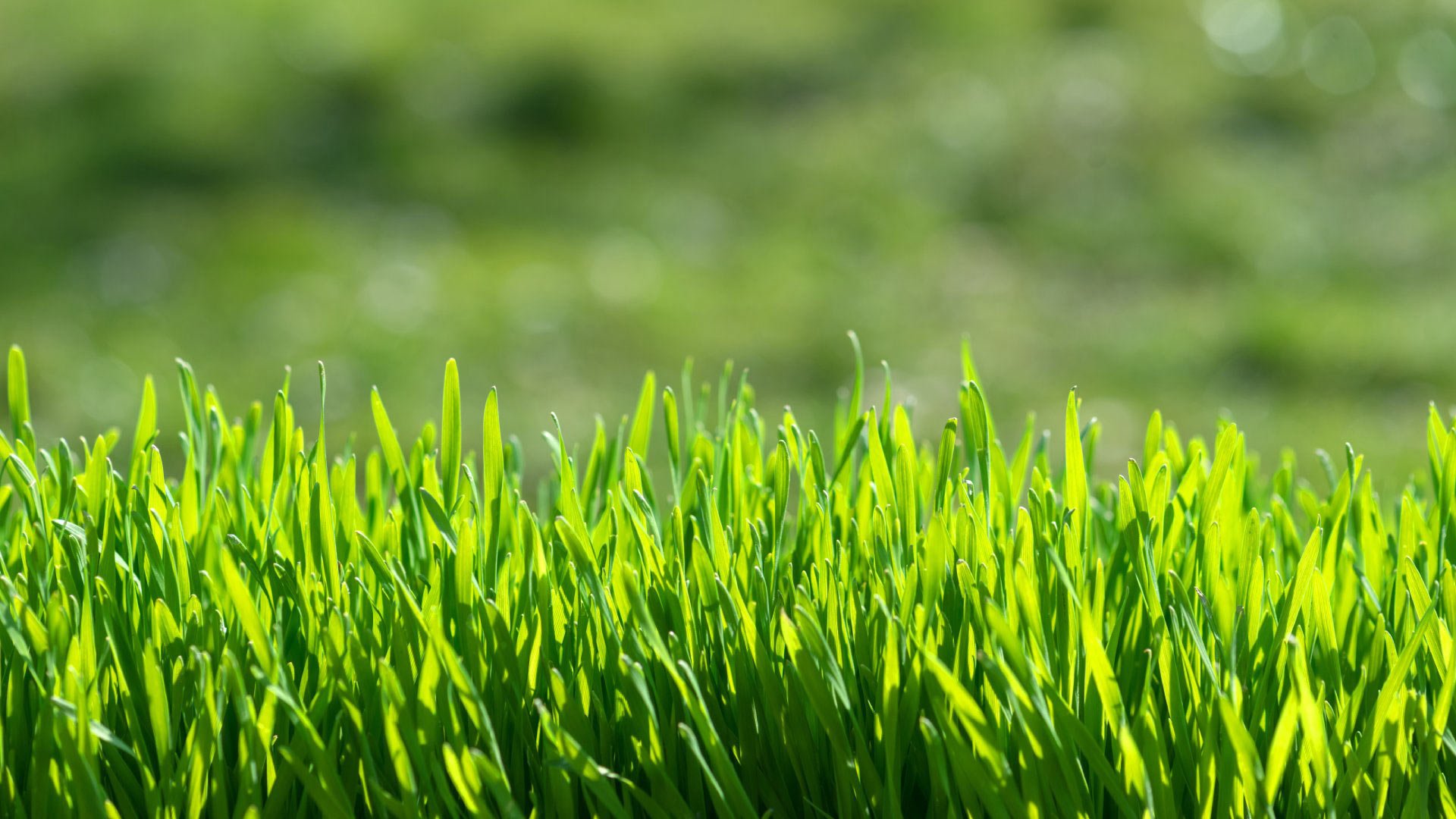 banner-fertilized-lawn-with-luscious-grass