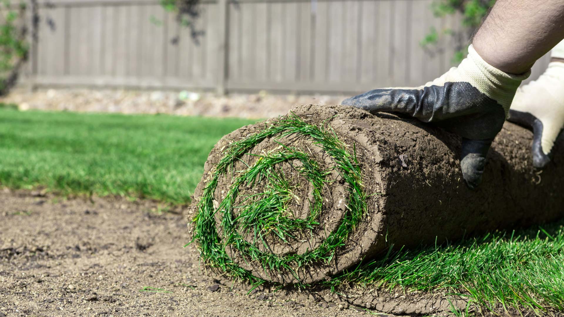 sod-being-unrolled