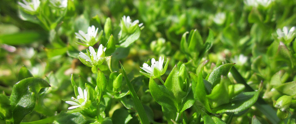 Chickweed growing on a property by a home in Longboat Key, FL.