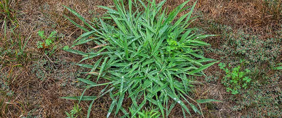 A crabgrass weed growing on a property in Siesta Key, FL.